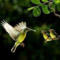 Humming-bird family