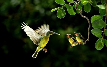 Humming-bird family - bird, humming-bird, branch, green, food, leaf, baby, family