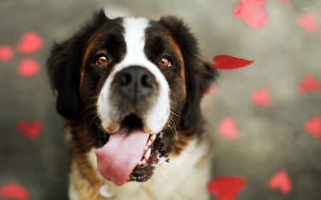 Bernese Mountain dog - white, animal, Bernese Mountain, red, dog, petals, pink, tongue