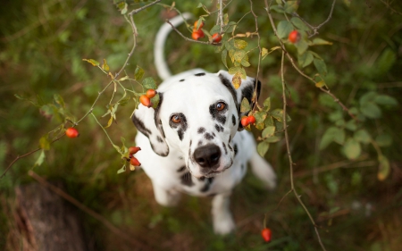 Dalmatian dog - white, berry, dog, red, dalmatian, animal, fruit, spot