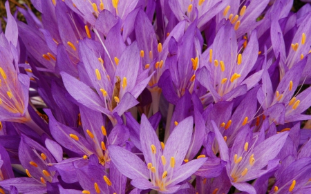 Crocus - flower, purple, pink, spring, crocus