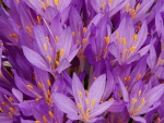 Crocus