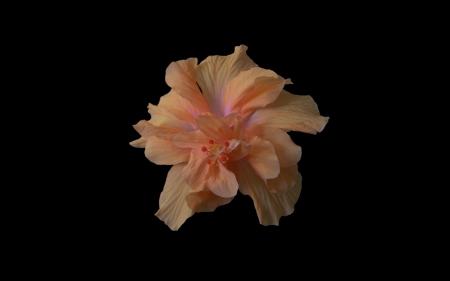 Hibiscus - Wallpaper, Orange, Hibiscus, Black Background