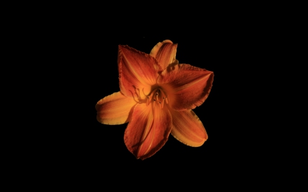 Orange Lily - Wallpaper, Lily, Orange, Black Background