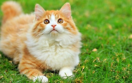 Cat - white, cat, orange, ginger, green, grass