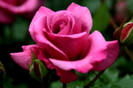 PINK ROSE - rose, flower, nature, pink