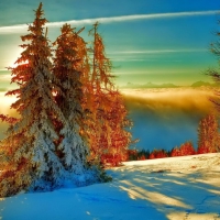 Golden trees in  the white  winter