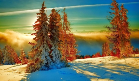 Golden trees in  the white  winter - trees, winter, magic, blue, amazing, snow, landscape, sunshine, white, shade, golden, day, sun, sky, above the clouds