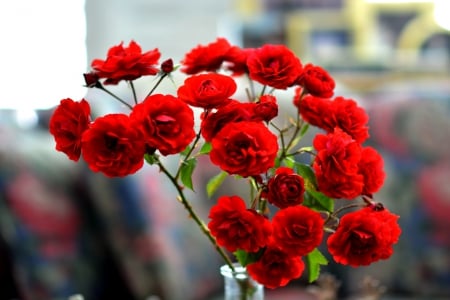 ROSES - flowers, roses, bottle, nature, red