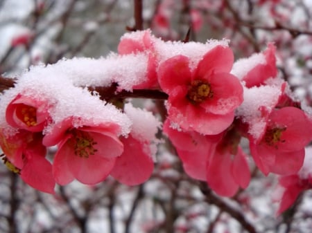 FIRST SNOW - winter, nature, cherruy blossoms, snow