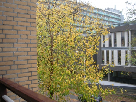 Fall day - Tree, Fall, Sky, Balcony