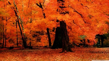 Orange fall - landscape, scene, HD, forest, orange, fall, nature, autumn, seasons, park, wallpaper