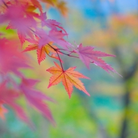 Autumn colours in Japan