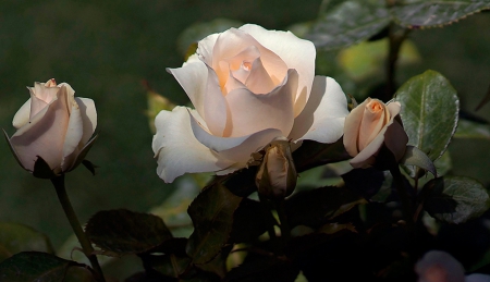 Roses - beautiful, white, roses, pink