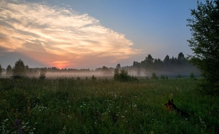 Sunset - dog, trees, sunset, fields