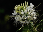 White flowers