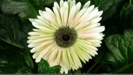 Lovely White Flower - white, nature, flowers, flower