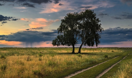 Country Road - fields, tree, road, country