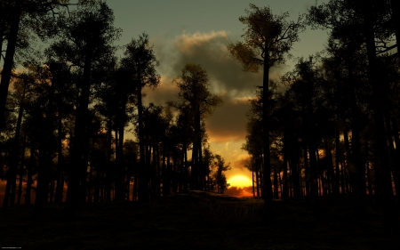 Dark Forest Sunset - sunsets, nature, forests, trees