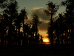 Dark Forest Sunset