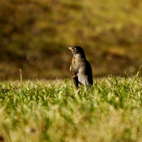 watching bird