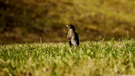 watching bird - watching, bird, green, grass