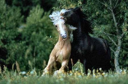 Equine Fued - Horses F1 - wide screen, equine, photography, black, horse, fued, animal, palomino, photo