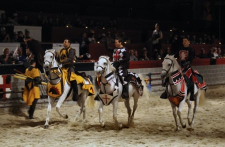 Medieval Times - Horses 1 - wide screen, horse, animal, florida, photo, medieval times, usa, photography, equine