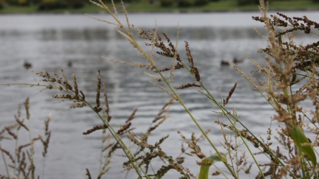 river grass - water, green, grass, river