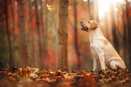 Ready To Play - fall, leaf, leaves, woods, trees, dog, autumn