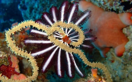 fan worm - sea, fan, coral, worm