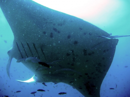 manta ray - fish, manta, ocean, ray