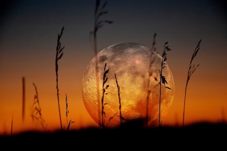 Moon - moon, nature, sky, full moon, splendor, sunset, grass