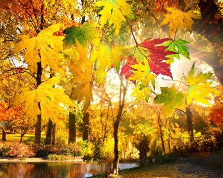 Autumn Trees - nature, autumn, maple, trees