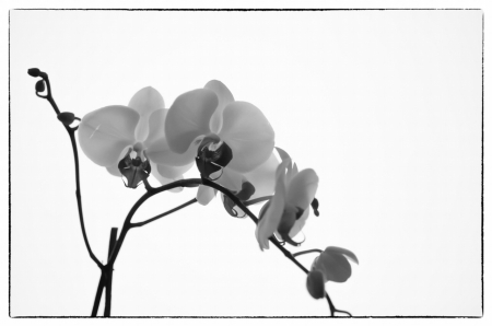 Orchid - white, orchid, flower, orhidee