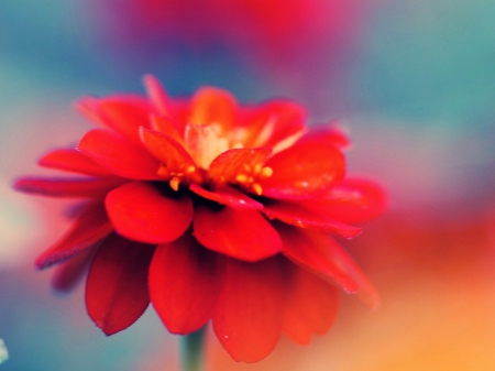 ZINNIA GORGEOUS - zinnia, flower, red, beautiful