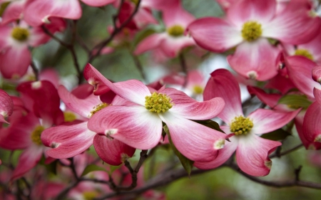 Flowers - flowers, beautiful, pink, nature