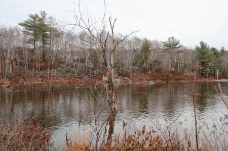 COMING OF WINTER - change, trees, nature, seasons