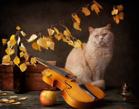 Still Life - apple, still life, cat, leav