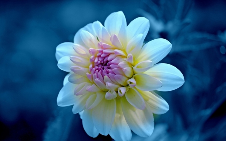 Flower - white, nature, purple, flower