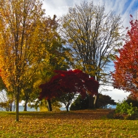 Autumn Trees