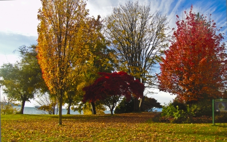 Autumn Trees - leaves, nature, autumn, trees