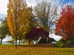 Autumn Trees