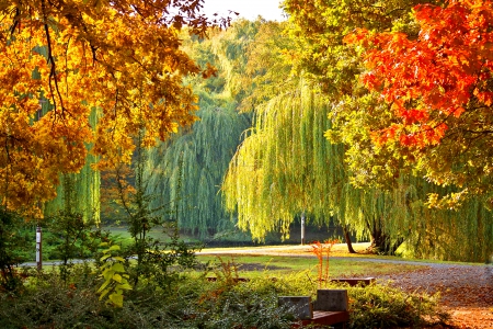 Autumn park - trees, beautiful, colors, lovely, willow, walk, leaves, fall, nature, autumn, serenity, foliage, park