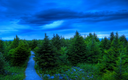 Beautiful Blue Sky over Pine Trees - hdr - nature, sky, path, trees