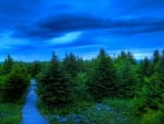 Beautiful Blue Sky over Pine Trees - hdr