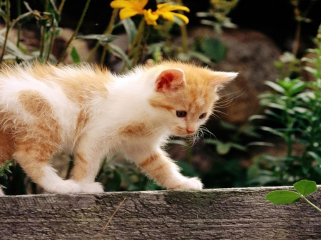 curious kitten - garden, cats, animals, kitten, curious