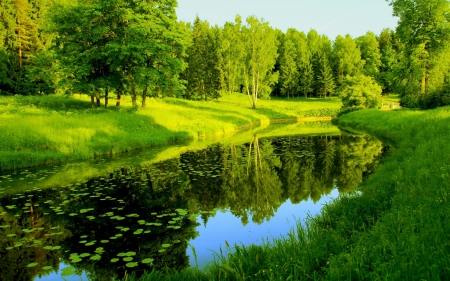 Green Forest - trees, water, blue, grass, lilypads, forest, reflection, shadow, river, nature, green, country, sky