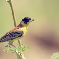 bird on twig