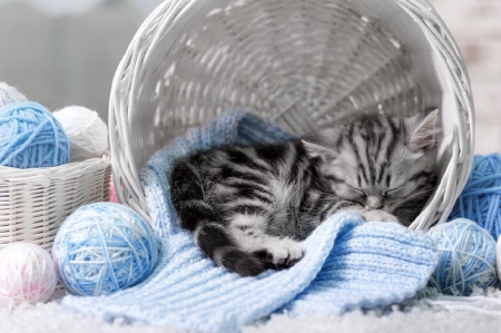 Cute Kitten ♥ - wool, blue, photography, sweet, cat, basket, kitten, cute, adorable, kitty